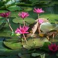 20080702singasamui2_312